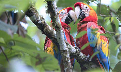 CostaRica:ABiodiversityHotspotinCentralAmerica