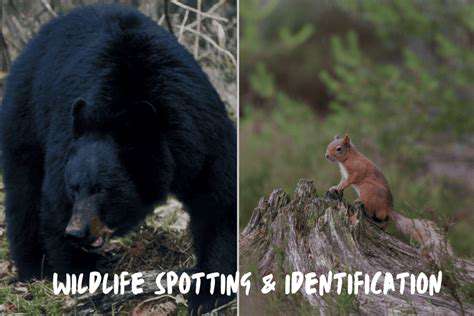 MaximizingYourChancesofSpottingWildlife:TipsandTricks
