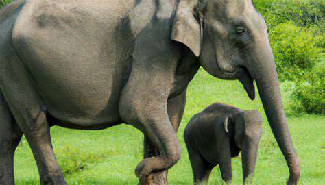 TheDevastatingImpactofIllegalWildlifeTrade