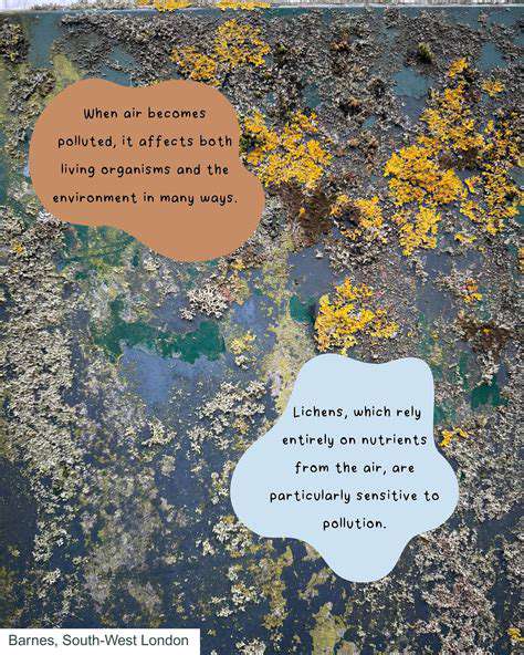 Offsetting Your Travel Carbon Footprint Effectively